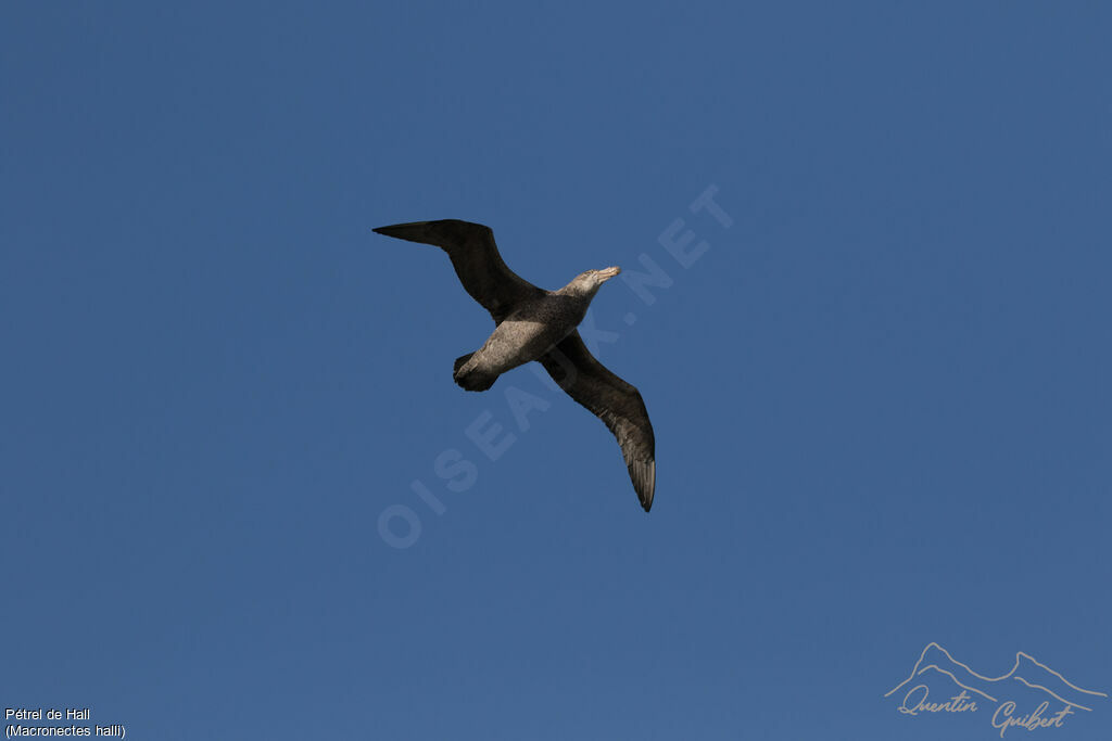 Northern Giant Petrel