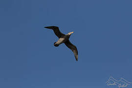 Northern Giant Petrel