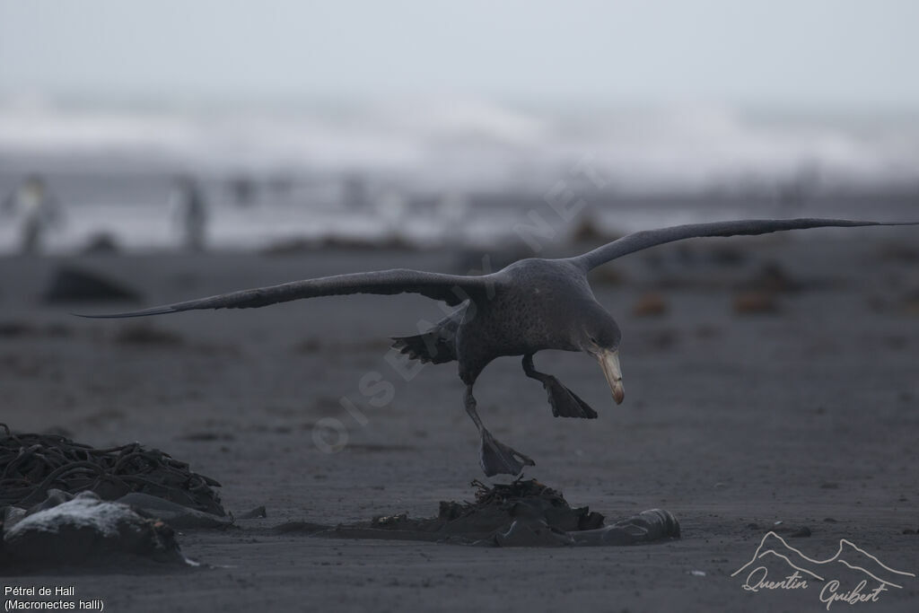 Northern Giant Petrel