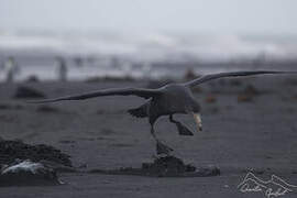 Northern Giant Petrel