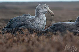 Northern Giant Petrel