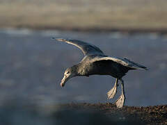 Northern Giant Petrel