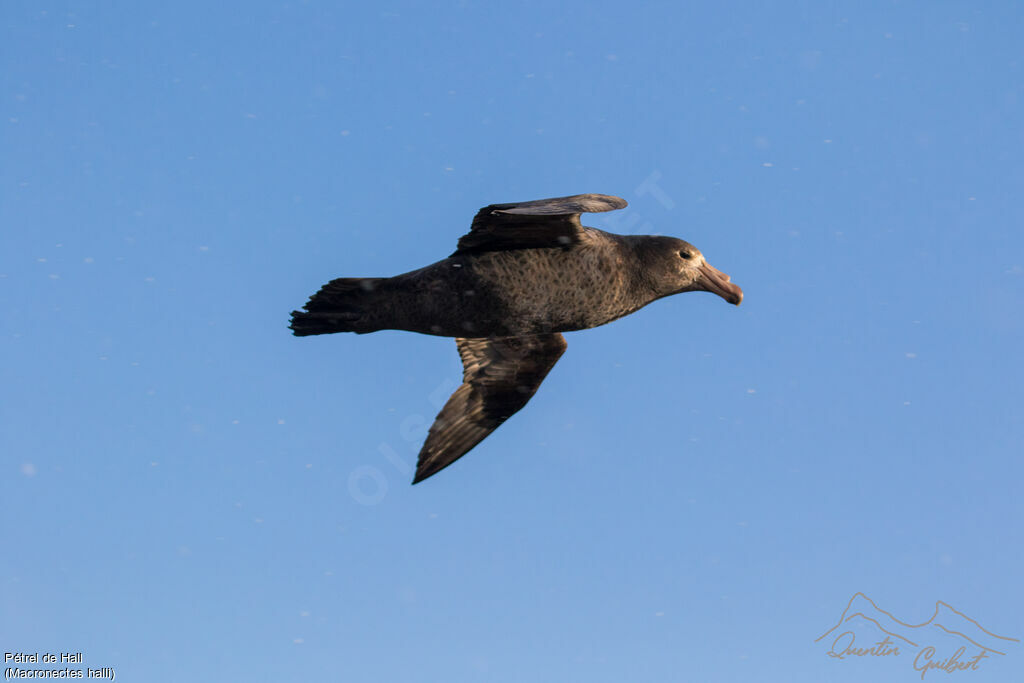 Northern Giant Petrel