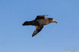 Northern Giant Petrel