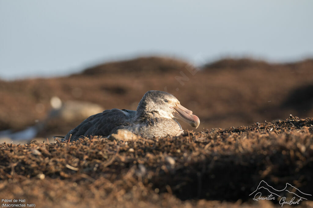 Northern Giant Petrel