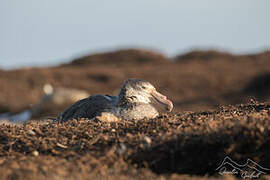 Northern Giant Petrel