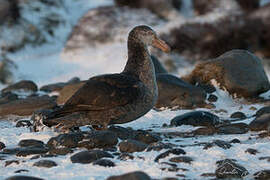 Northern Giant Petrel