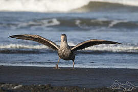 Northern Giant Petrel