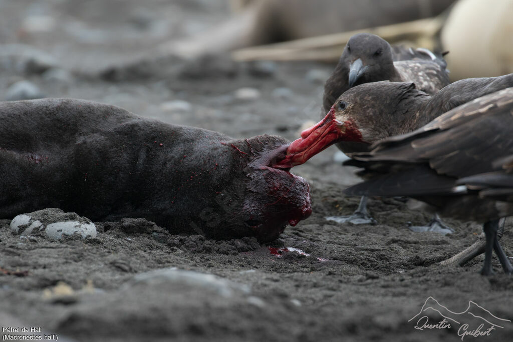 Northern Giant Petrel