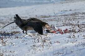 Northern Giant Petrel