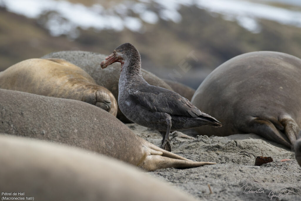 Northern Giant Petrel