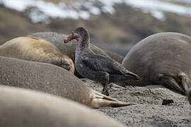 Northern Giant Petrel