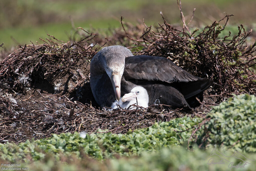 Northern Giant Petrel