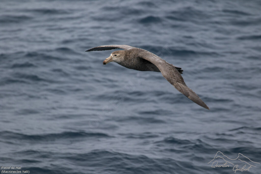 Northern Giant Petrel