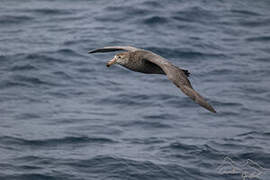 Northern Giant Petrel