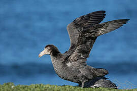 Northern Giant Petrel