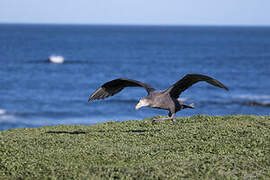 Northern Giant Petrel