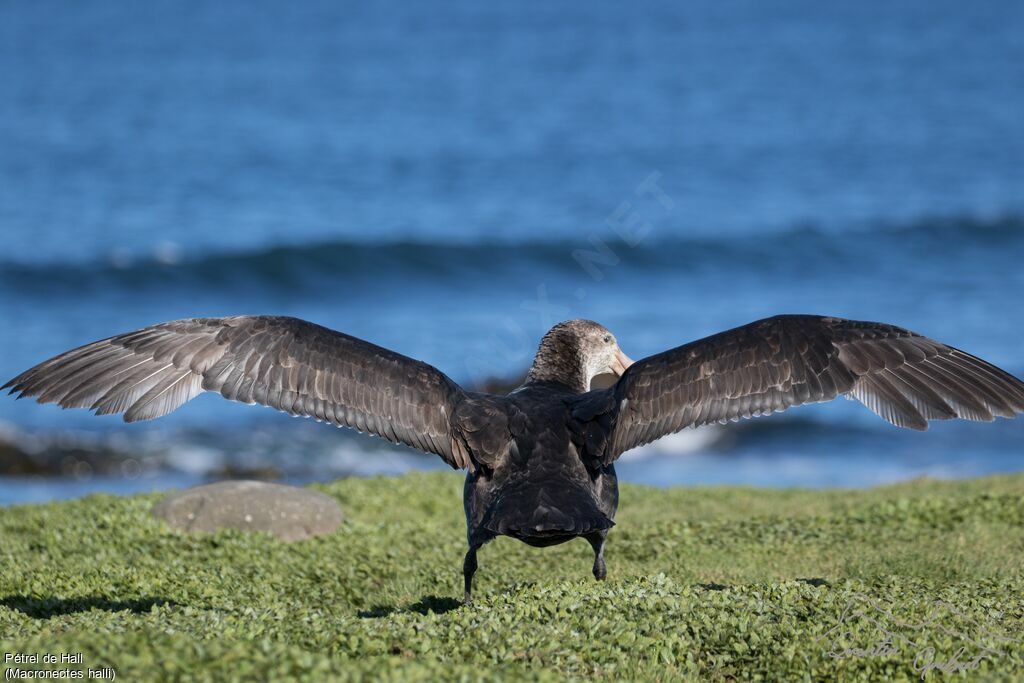 Northern Giant Petrel