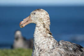 Northern Giant Petrel