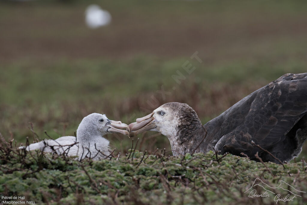 Northern Giant Petrel