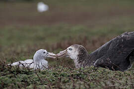 Northern Giant Petrel