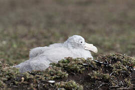 Northern Giant Petrel