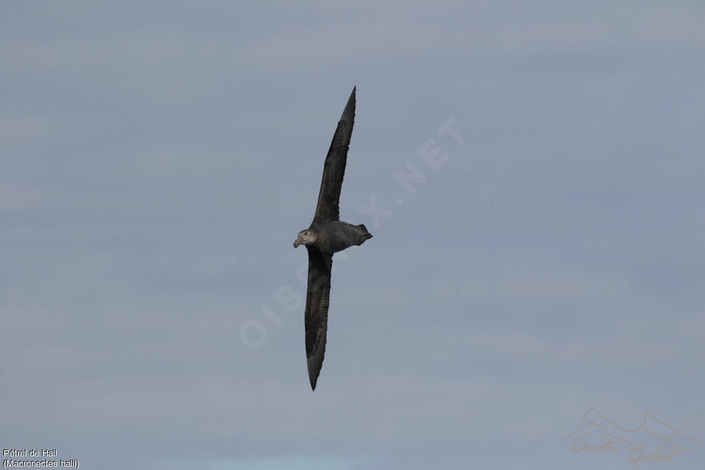 Northern Giant Petrel