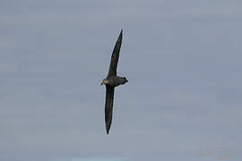 Northern Giant Petrel