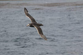 Northern Giant Petrel