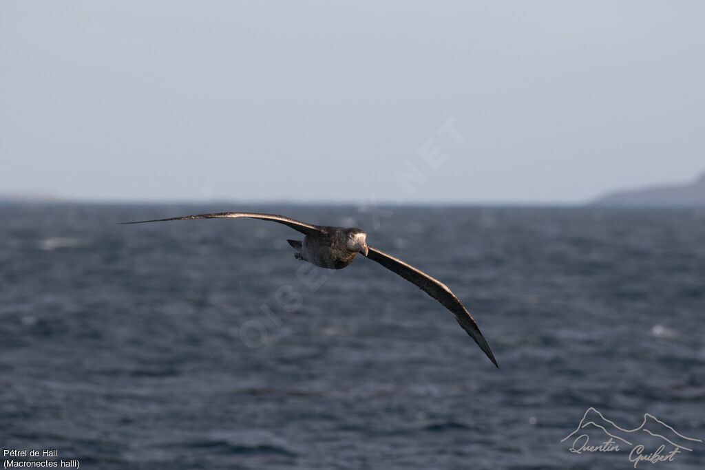 Northern Giant Petreladult, identification, Flight