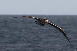 Northern Giant Petrel