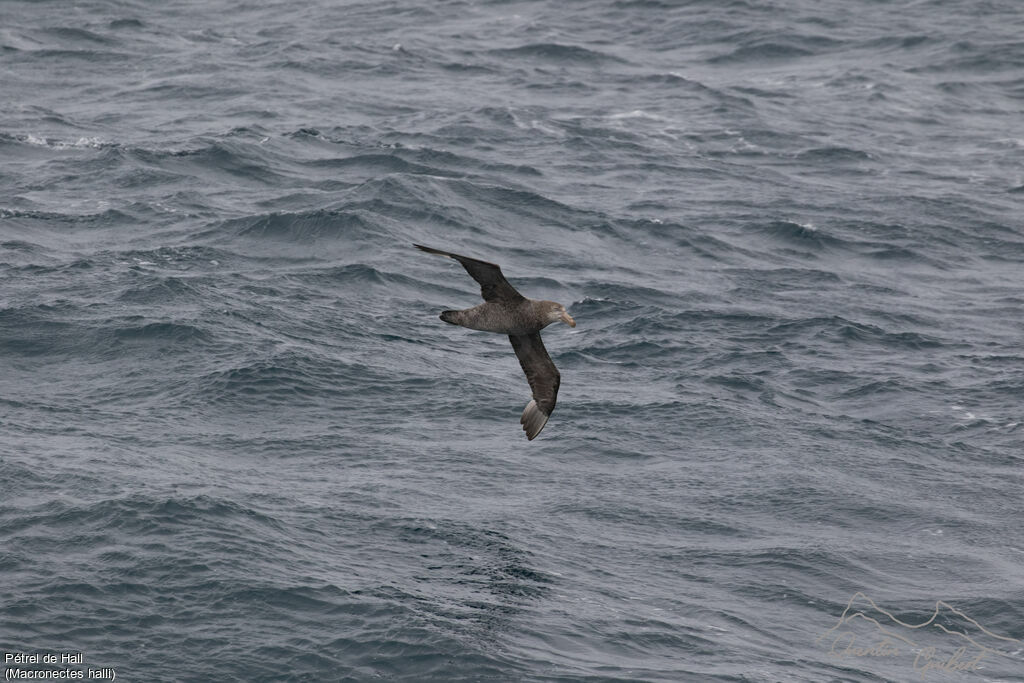 Northern Giant Petrel