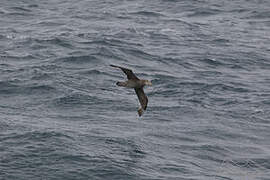 Northern Giant Petrel