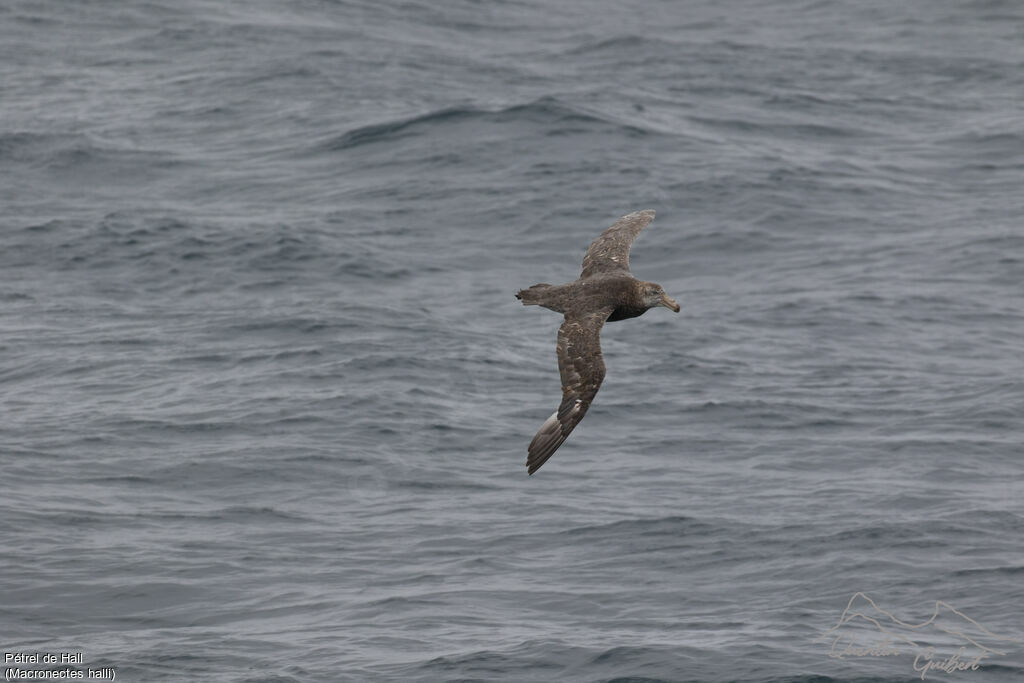 Northern Giant Petrel, identification, Flight