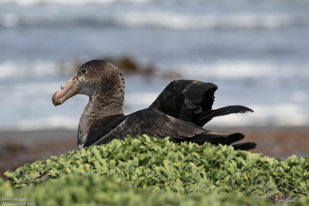 Northern Giant Petrel