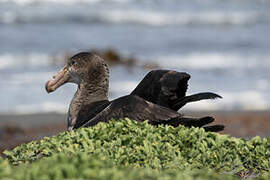 Northern Giant Petrel