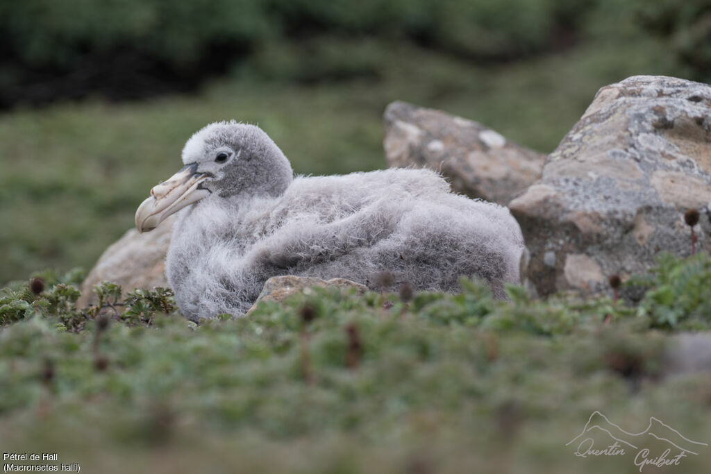 Northern Giant Petrel