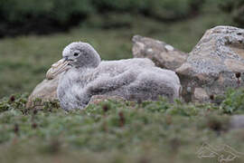 Northern Giant Petrel