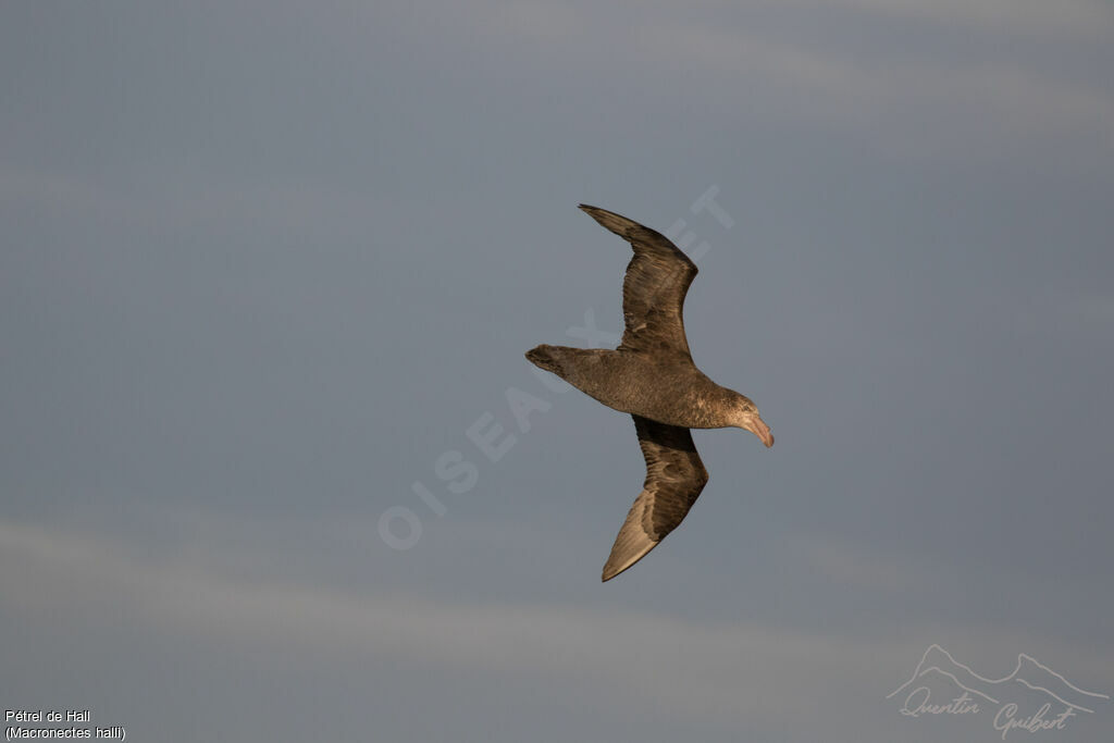 Northern Giant Petrel