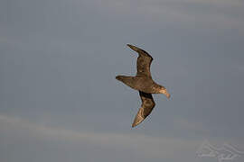 Northern Giant Petrel