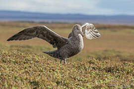 Northern Giant Petrel