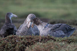 Northern Giant Petrel