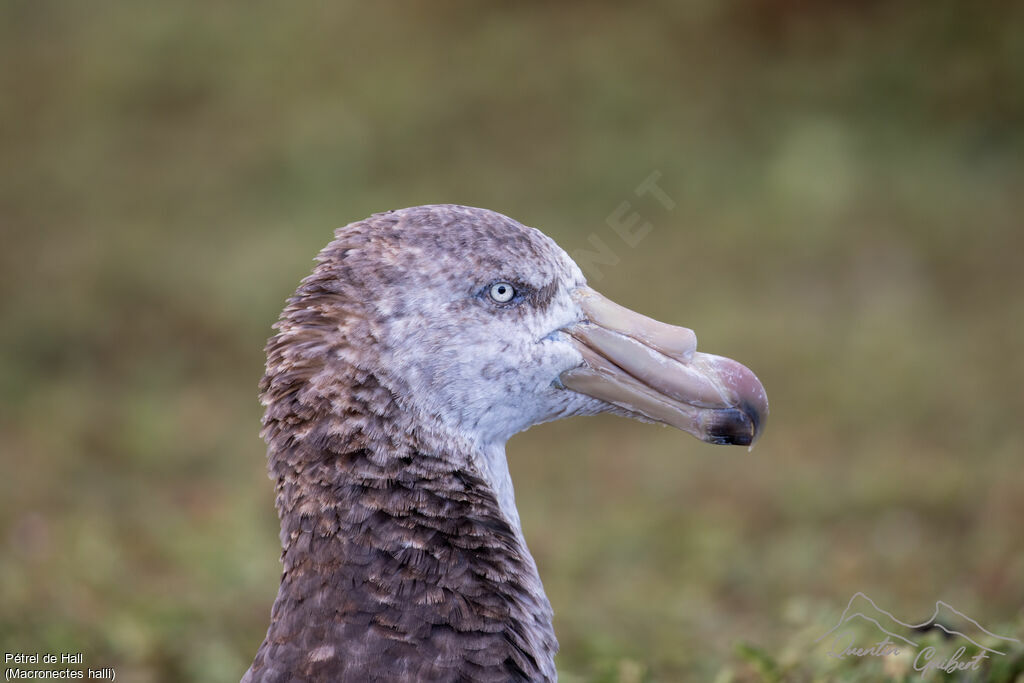 Northern Giant Petrel