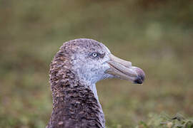 Northern Giant Petrel