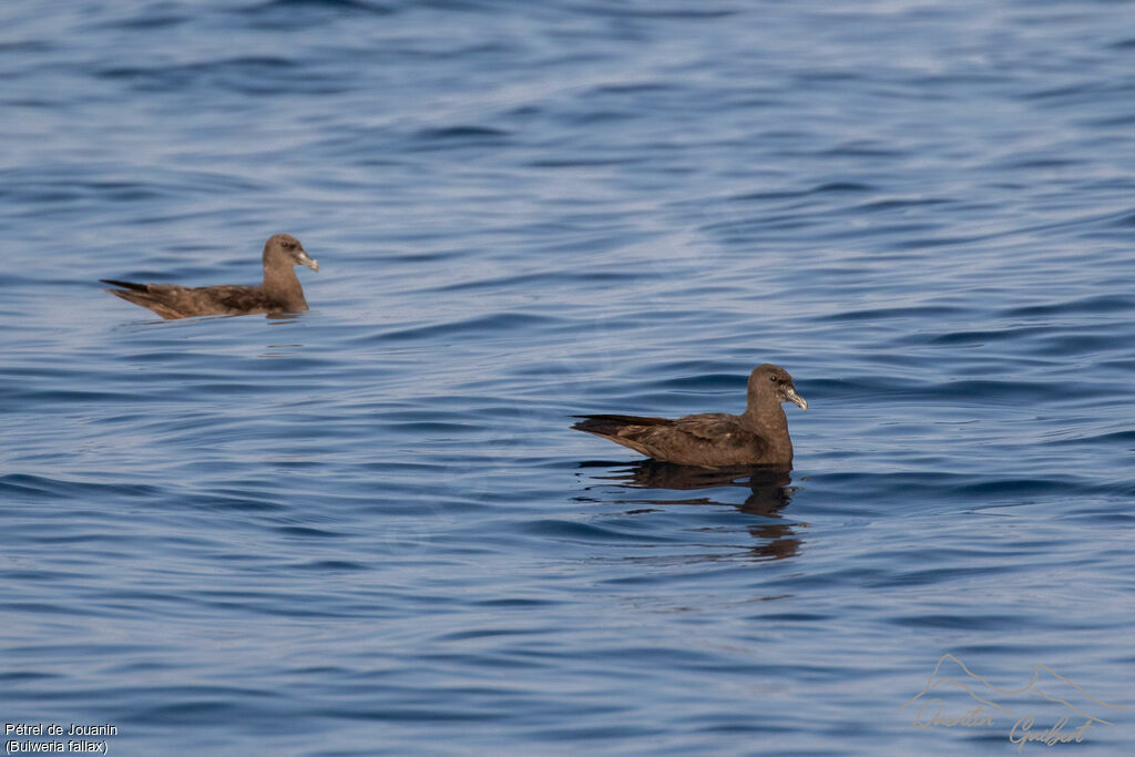 Pétrel de Jouanin