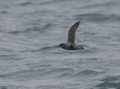 Kerguelen Petrel