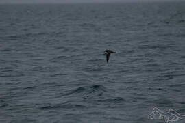 Kerguelen Petrel