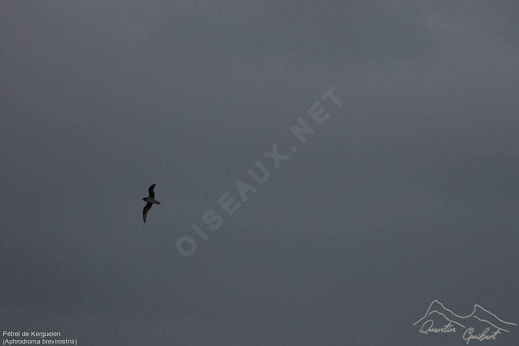 Kerguelen Petrel