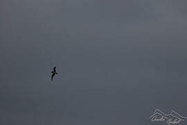 Kerguelen Petrel