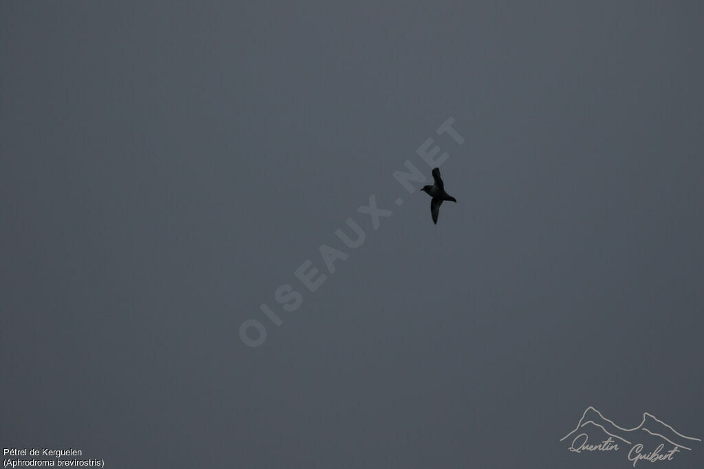 Kerguelen Petrel, identification, Flight